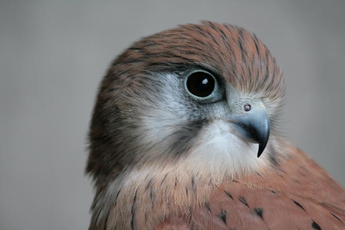 A Nankeen Kestrel