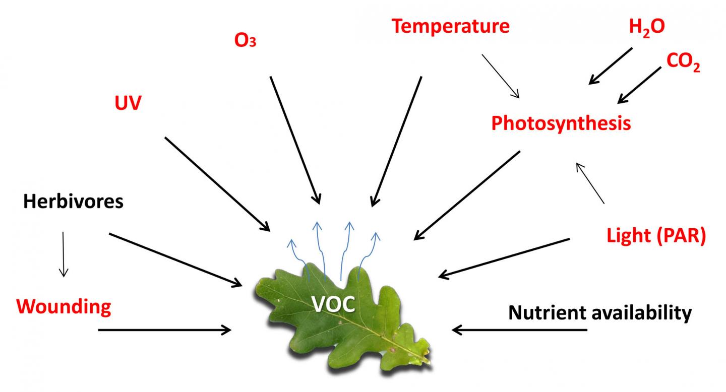 Plant VOC Emission