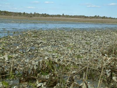 Oyster Bed