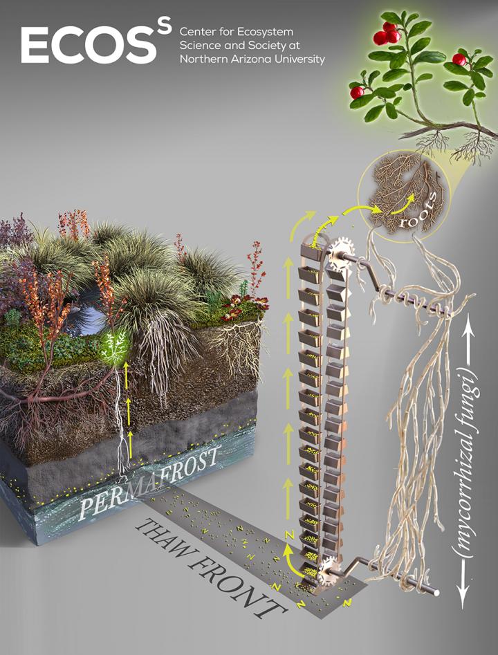 Where Does Nitrogen Go as the Permafrost Thaws?