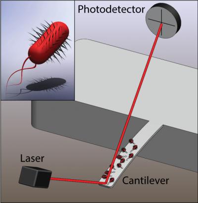 Cantilever-based Detection of Bacterial Motion