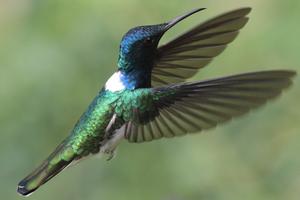 White-necked Jacobin hummingbird, Colombia