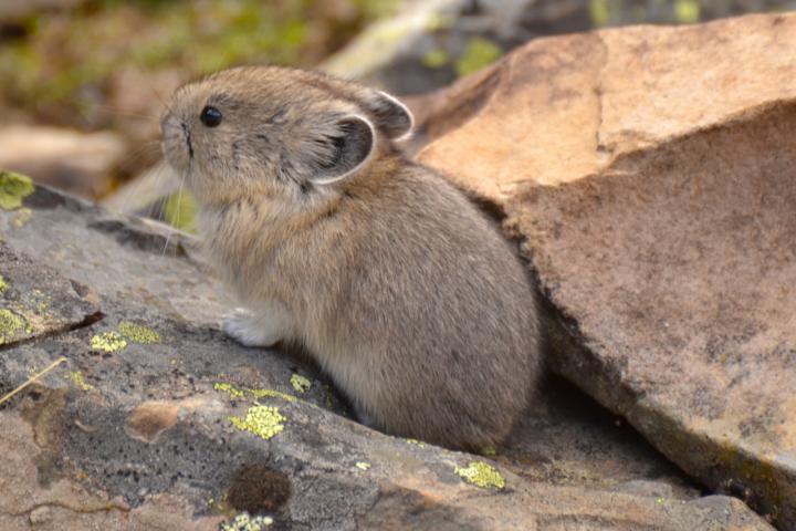 Pika (1 of 2)