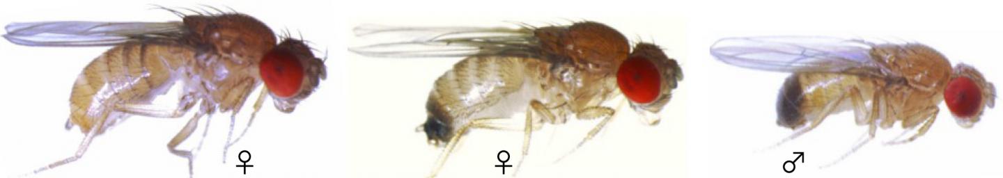 Drosophila Erecta