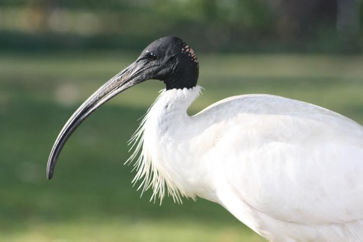 Ibis