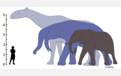Largest Land Mammals