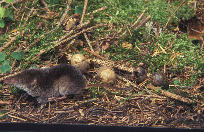 Common shrew (Sorex araneus) [IMAGE] | EurekAlert! Science News Releases