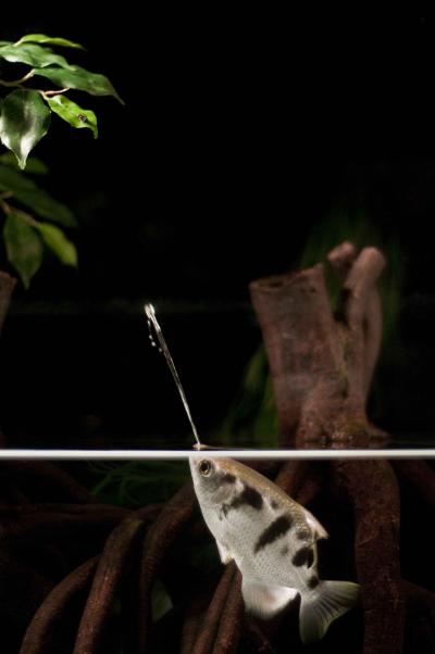 Archerfish Target Their Prey with Jets of Water (1 of 2)