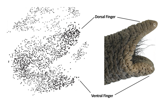 Dorsal and Ventral Fingers in elephant's trunk and facial motor nucleus