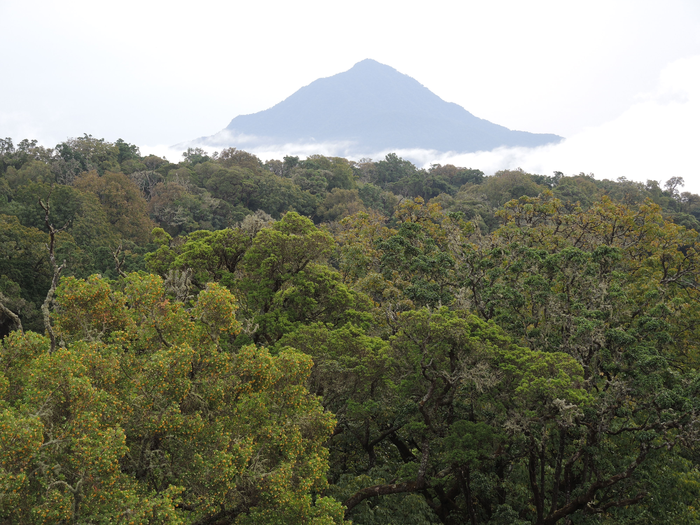 Montane forest in Cameroon