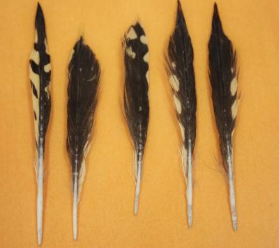 Feathers