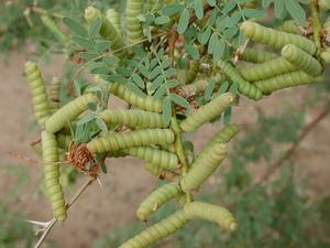 Mesquite tree beanpod