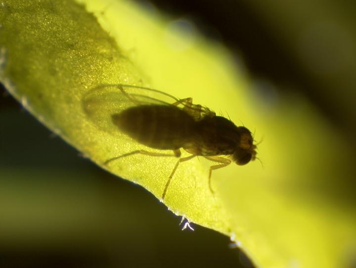 <i>Scaptomyza flava</i> Fly