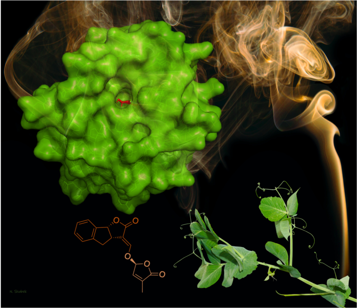 Plant Smoke Detectors Evolve as Hormone Sensors