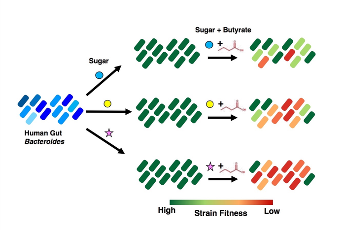 Sugar, butyrate, and bacterial growth