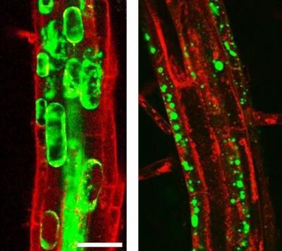 Engineering to Eliminate Plant Stress