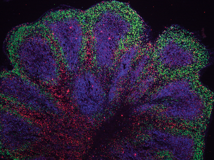 Mini-brain organoids showing cortex-like structures