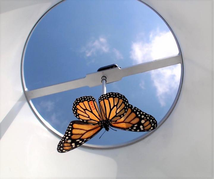 Tethered Monarch Butterfly