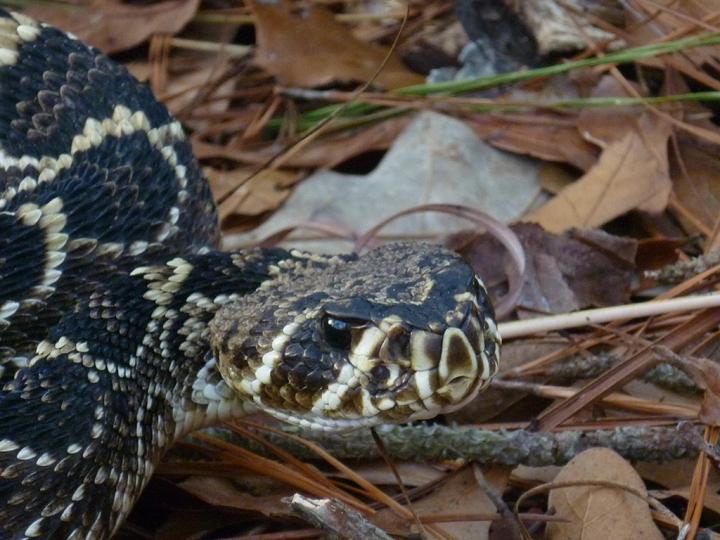 Don't Tread on Me -- Seriously, Now