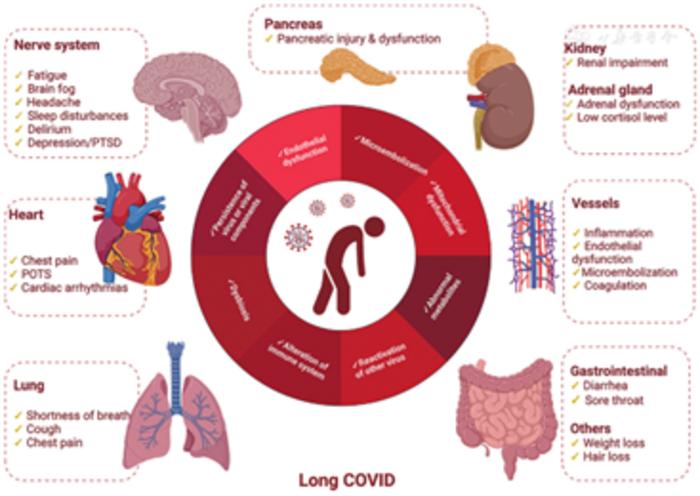 Heterogenous Clinical Symptoms and Proposed Mechanisms of Long COVID
