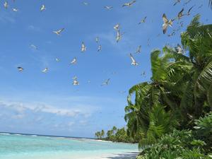 Seabirds introduce nutrients in coral reefs in the Indian Ocean