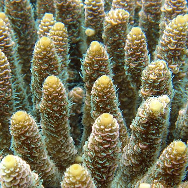 <I>Acropora millepora</I> Branches
