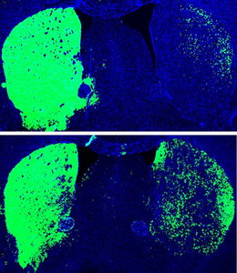 Mouse Dopaminergic Neurons