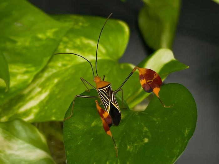 Matador bug