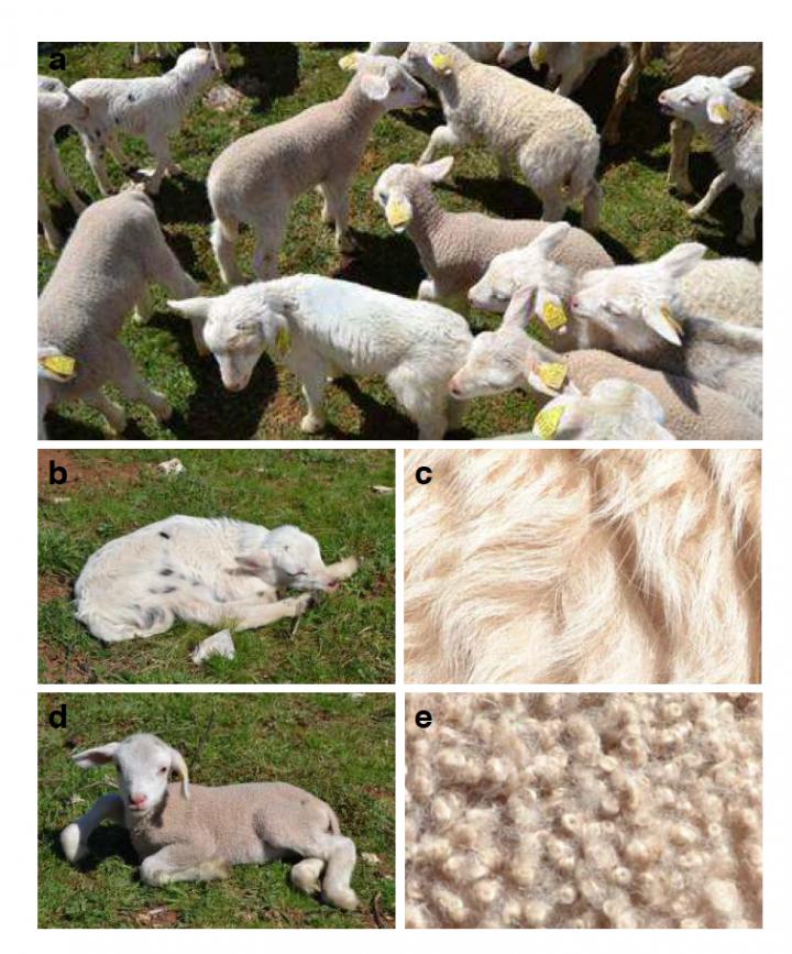 Fleece Variation Observed in Lambs of the Romane Breed