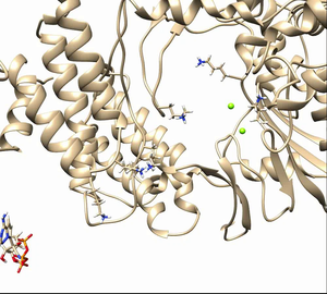 Here is a movie of a molecular dynamics simulation of remdesivir being transferred to the binding site of the RNA polymerase of SARS-CoV-2.