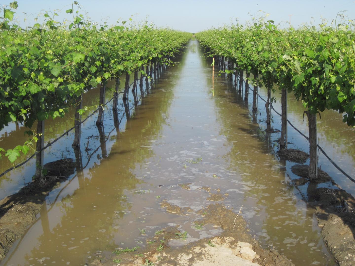 Flooded vineyards