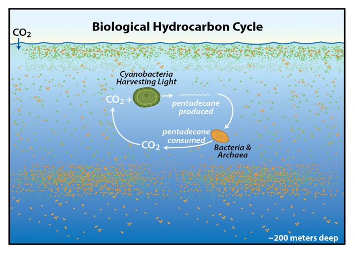 Biological Hydrocarbon Cycle
