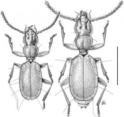 <I>Paralovricia beroni, sp. n.</I>