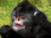 Reconstructed Image, Based on Yunnan Snub-nosed Monkey