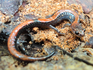 Red Salamander