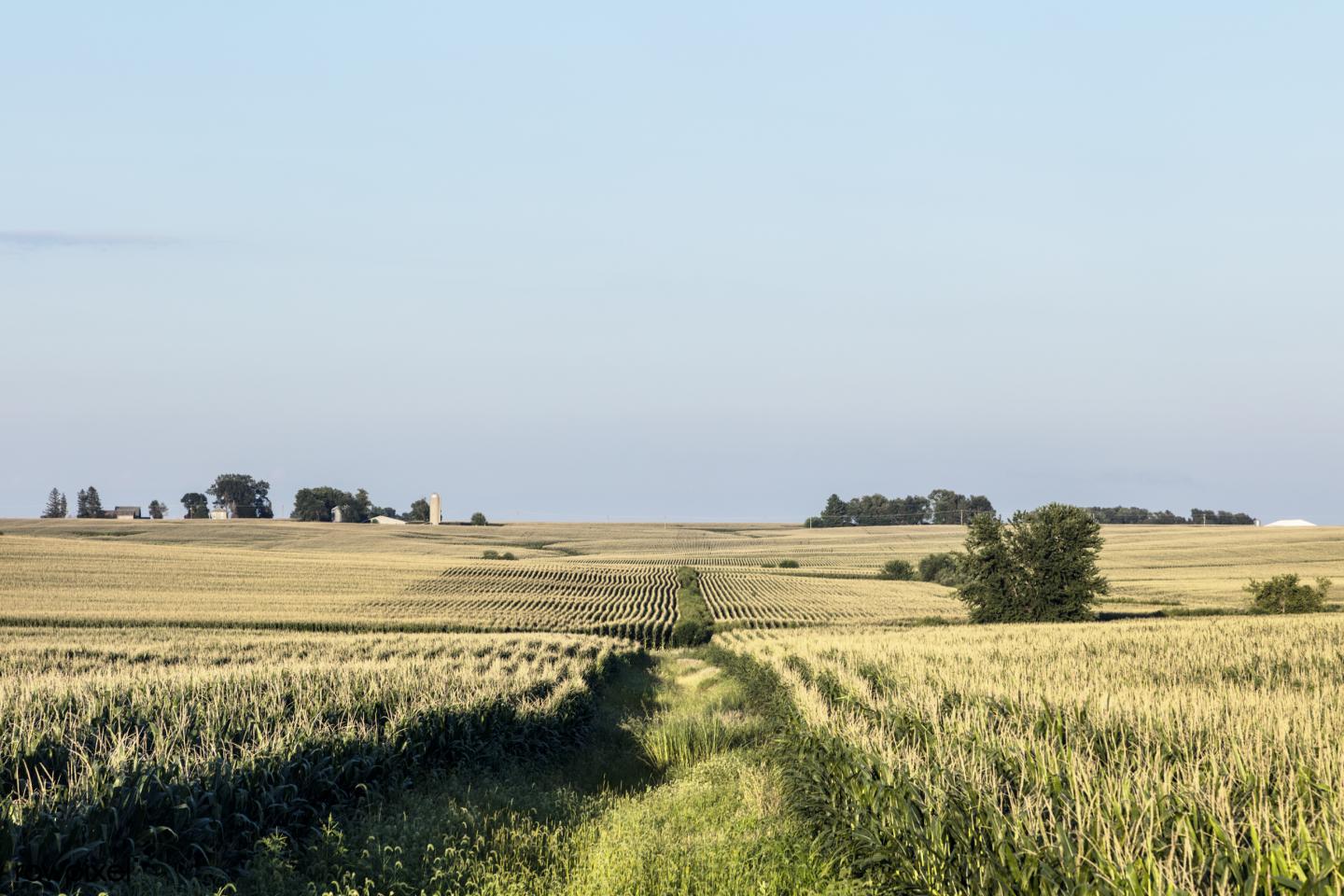 Iowa field corn