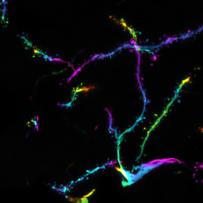 Visualizing neuronal synapses in the mouse brain (II)