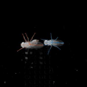 Fruit fly mating dance