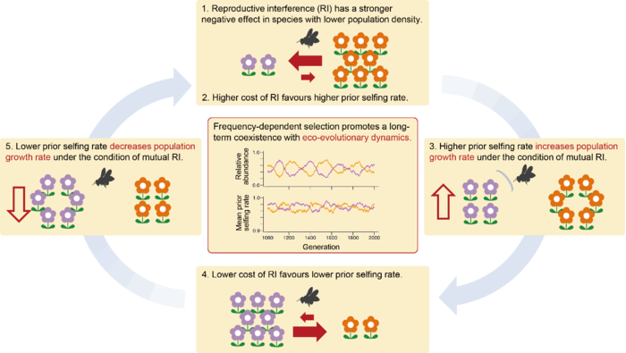 Eco-evolutionary dynamics of two plants under reproductive interference