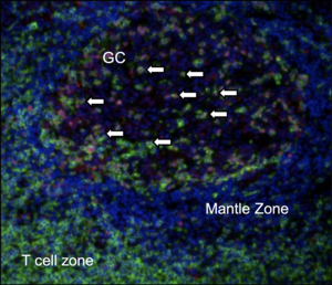 Tox2 is highly expressed in mature TFH cells.