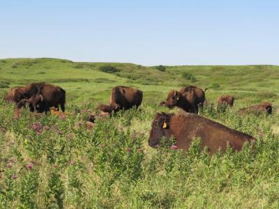 Konza Prairie (1 of 2)