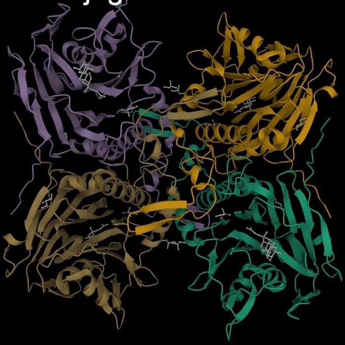 Bile salt hydrolase