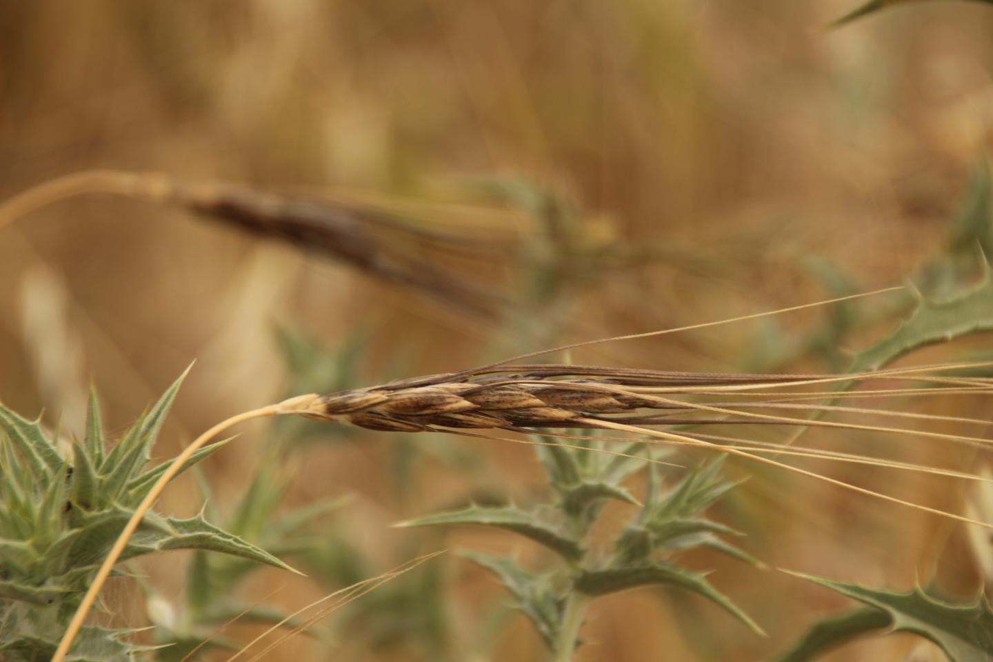 How Humans Transformed Wild Wheat into its Modern Counterpart (4 of 10)