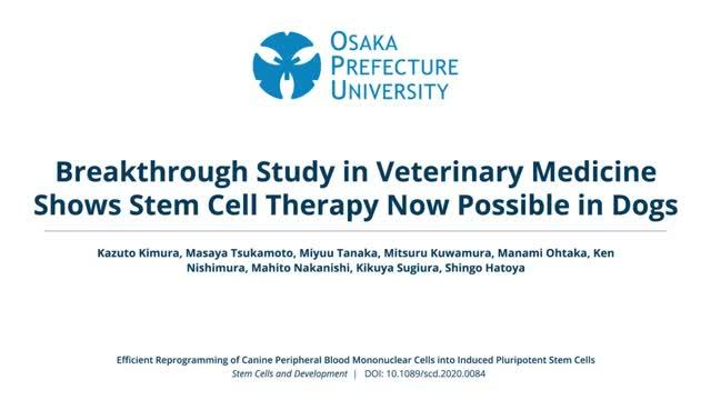 New Stem Cell Therapy in Dogs (VIDEO)