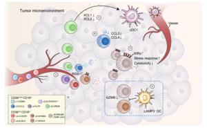 A pan-cancer single-cell panorama of human natural killer cells