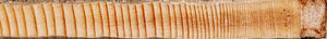 Tree rings in a wood sample