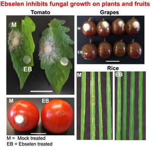 Plant Biologists Identify Promising New Fungicides