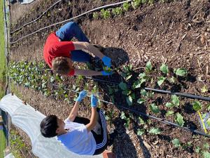 Kale_soil_sampling