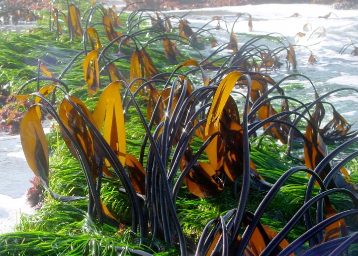 Sea Grass Beds and Kelp Forests