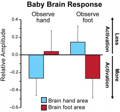 Observing Body Movements Activates Related Brain Regions in Infants
